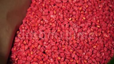 特写、彩色玉米粒，用各种制剂处理，以改善玉米的发芽粒及其